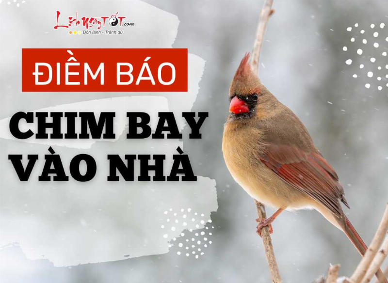 Chim bồ câu bay vào nhà đêm: Tin vui đang đến?
