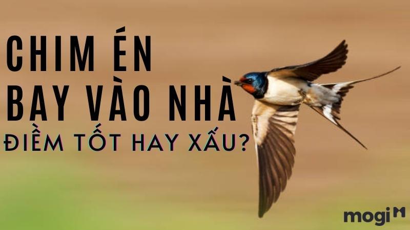 Chim én bay vào nhà