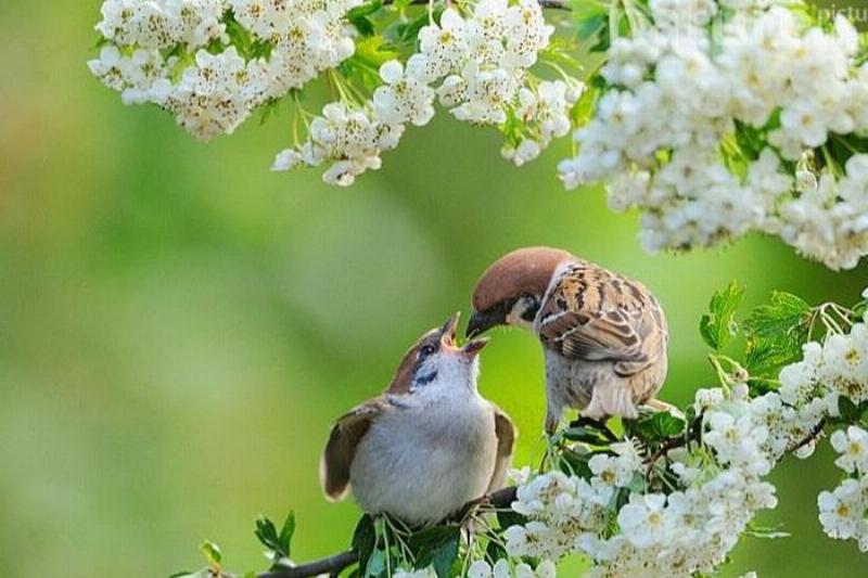 Chim én bay vào nhà đêm: May mắn gõ cửa?