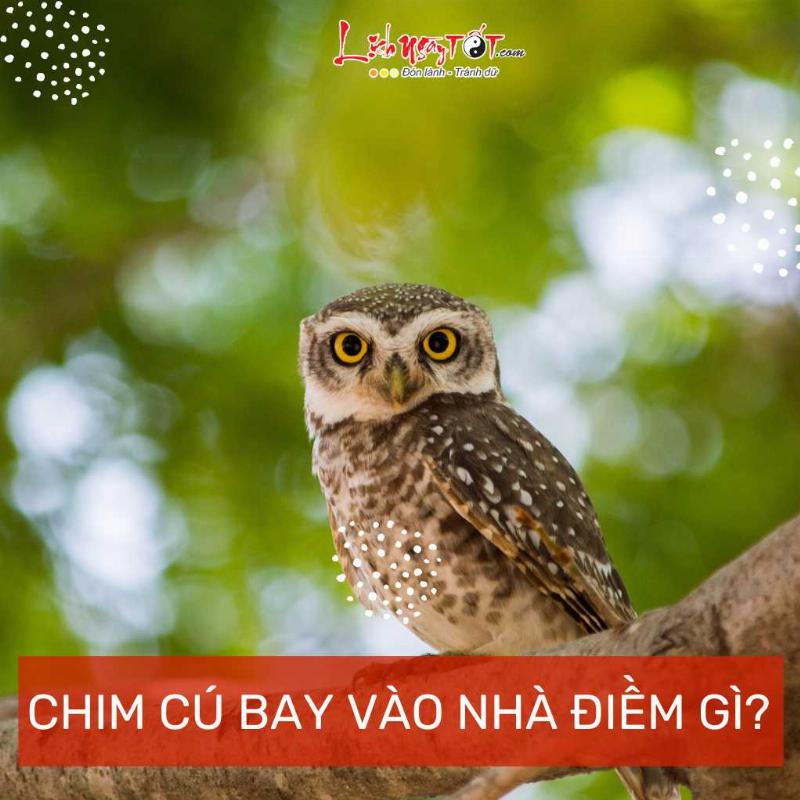 Chim sẻ bay vào nhà