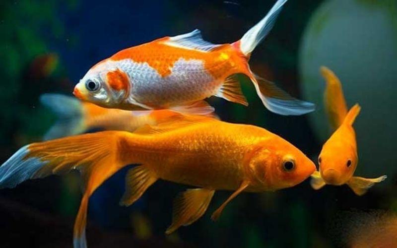 Hình xăm cá chép hóa rồng cho nam